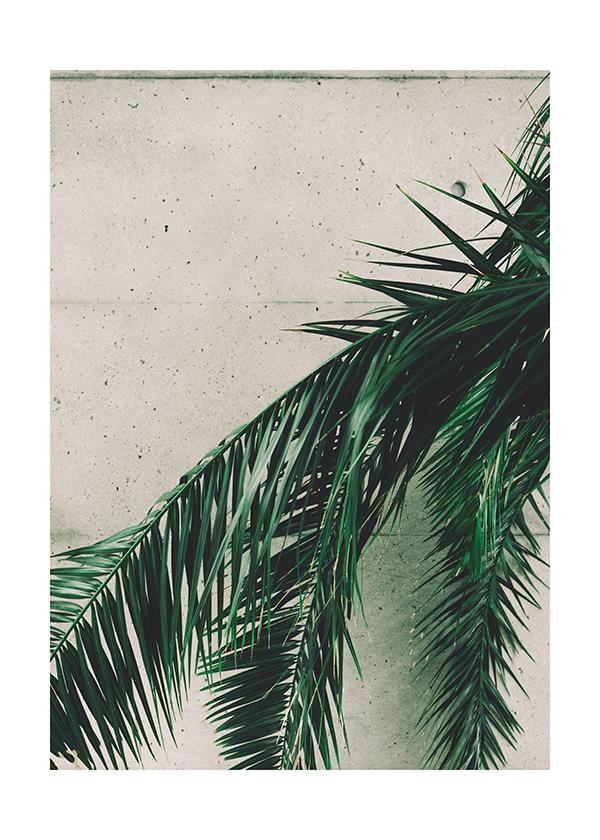Plakát Palmové listy
