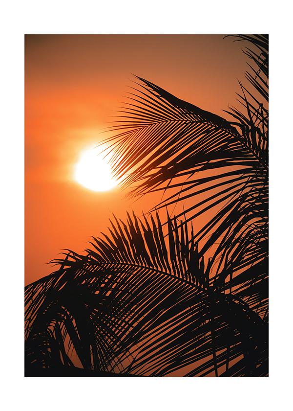 Plakát Palmové listy a slunce