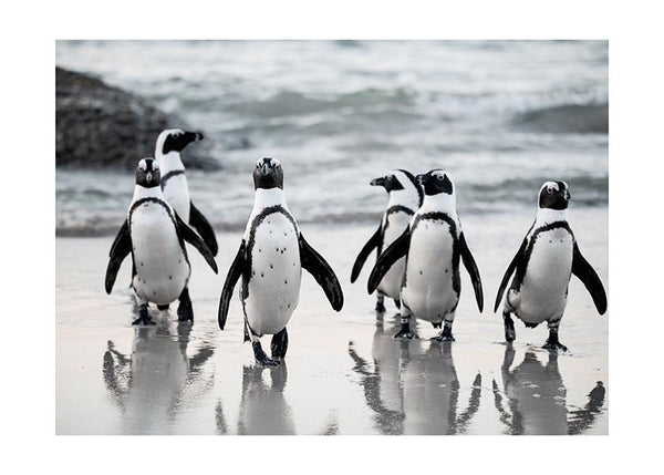 Plakát Parta tučňáků
