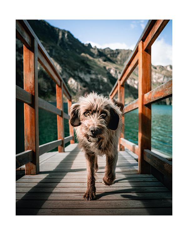 Plakát Pes na mostě