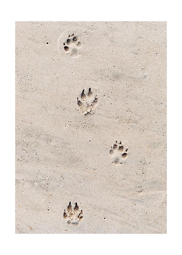 Plakát Psí stopy v písku