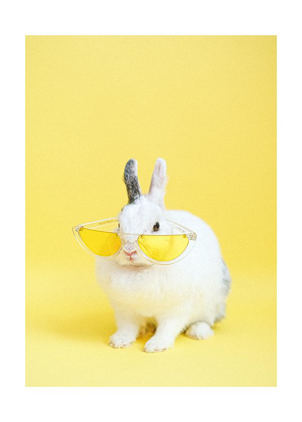 Plakát Rabbit with sunglasses