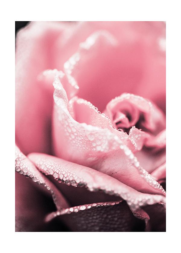 Plakát Růže v kapkách rosy