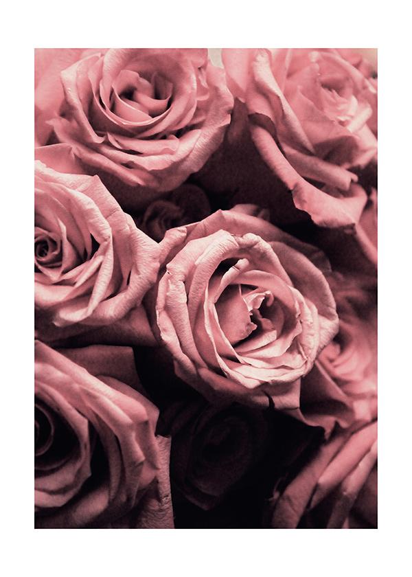 Plakát Růžové růže 1