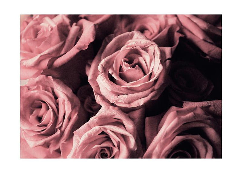 Plakát Růžové růže