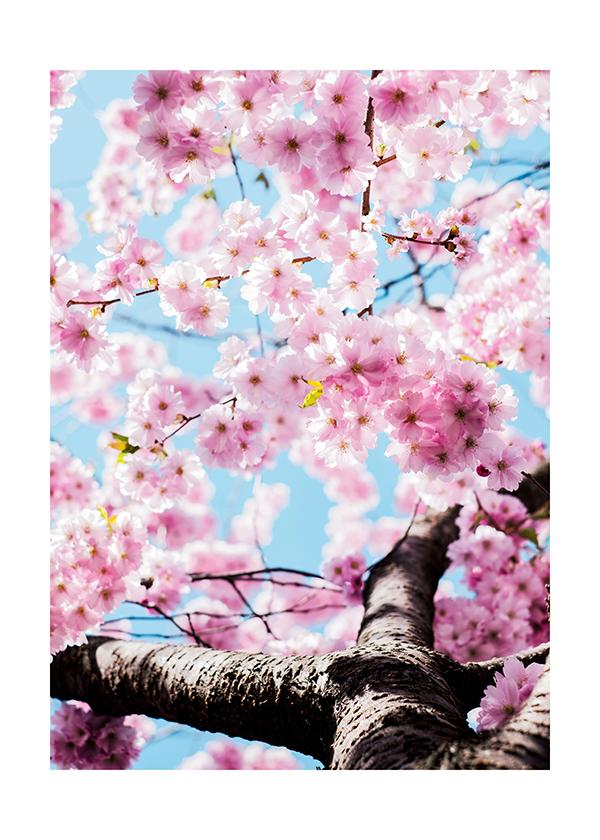 Plakát Sakura