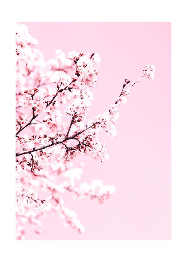 Plakát Sakura v růžovém