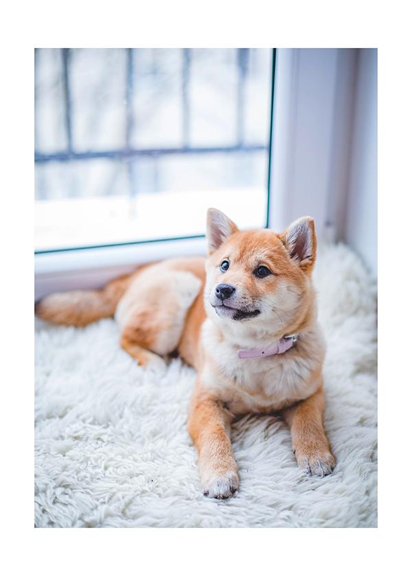 Plakát Shiba-inu