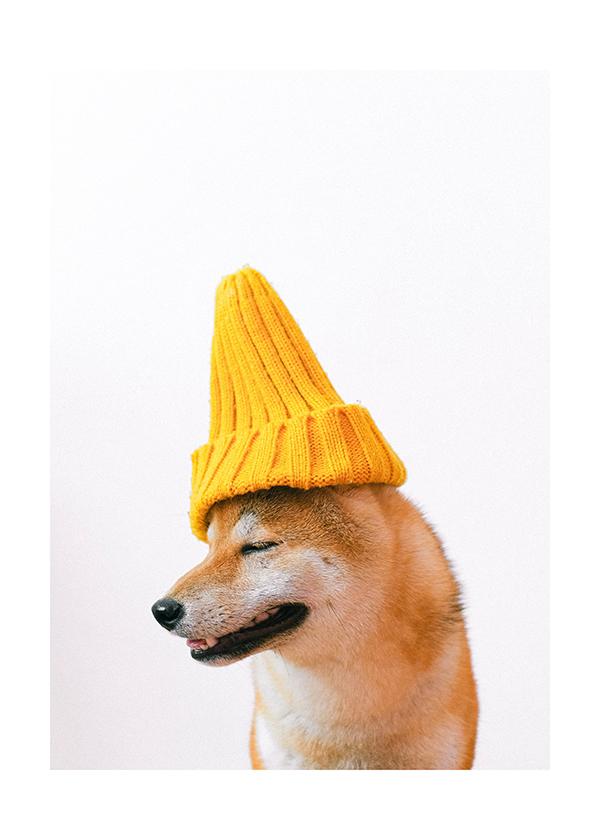 Plakát Shiba-inu hipster