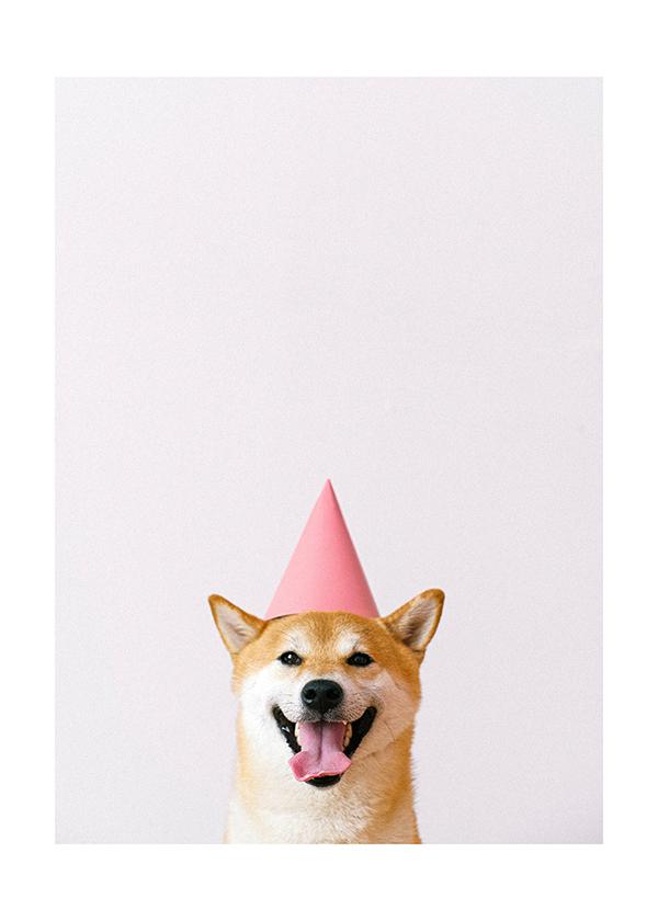 Plakát Shiba-inu oslavenec