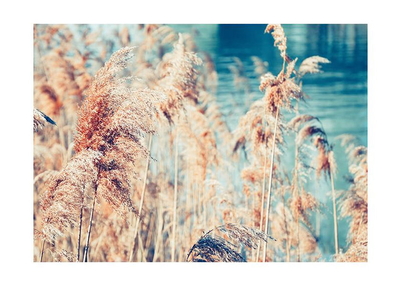 Plakát Simple beauty of nature