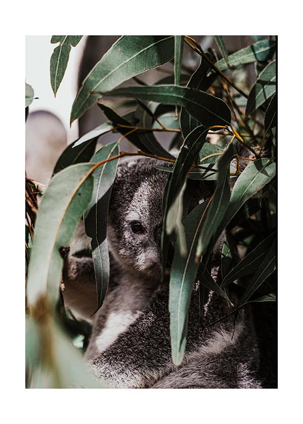Plakát Skrývající se koala