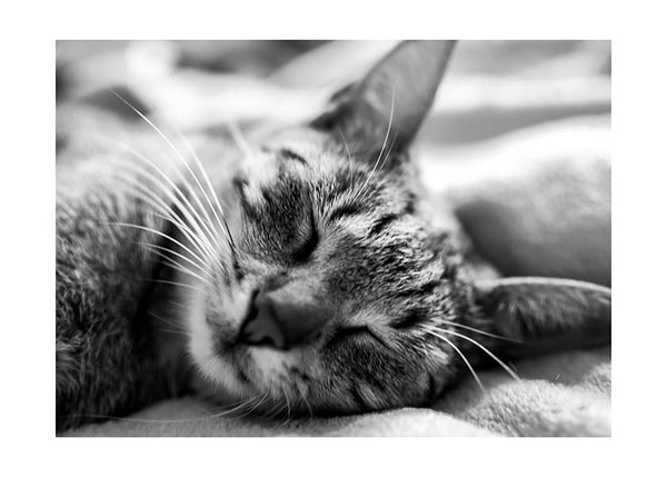 Plakát Sleeping cat