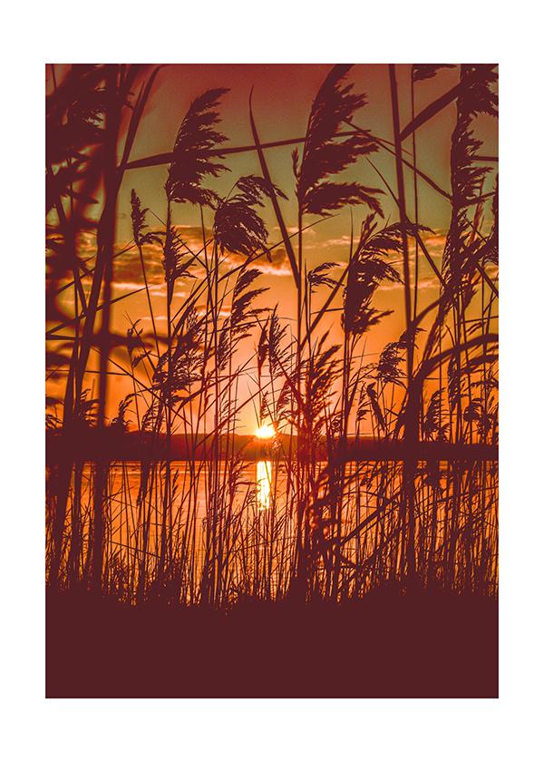 Plakát Slunce skrz stébla trávy