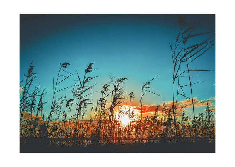Plakát Slunce skrze stébla trávy