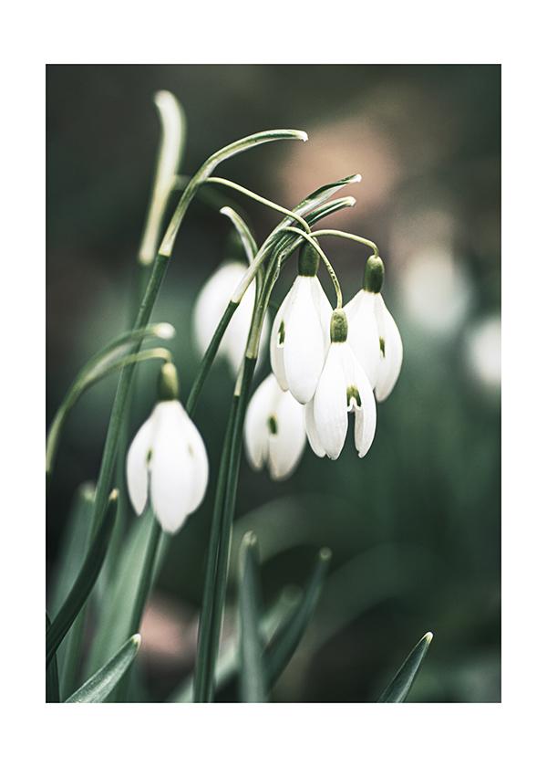 Plakát Sněženky na jaře