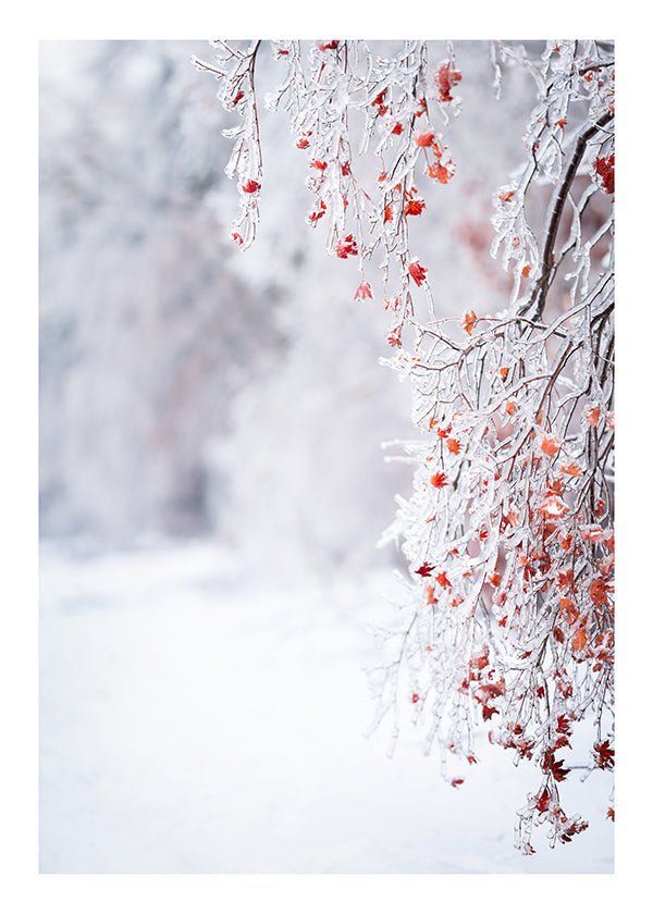 Plakát Snow covered trees