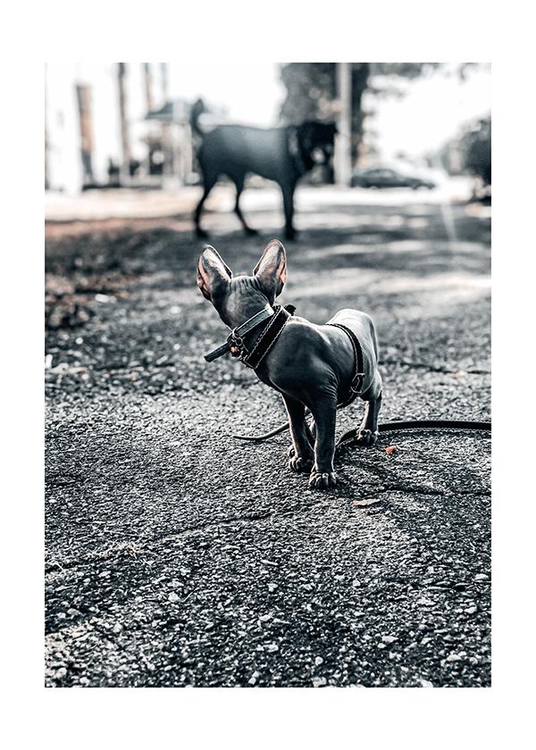 Plakát Sphynx 2