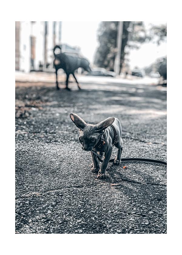 Plakát Sphynx