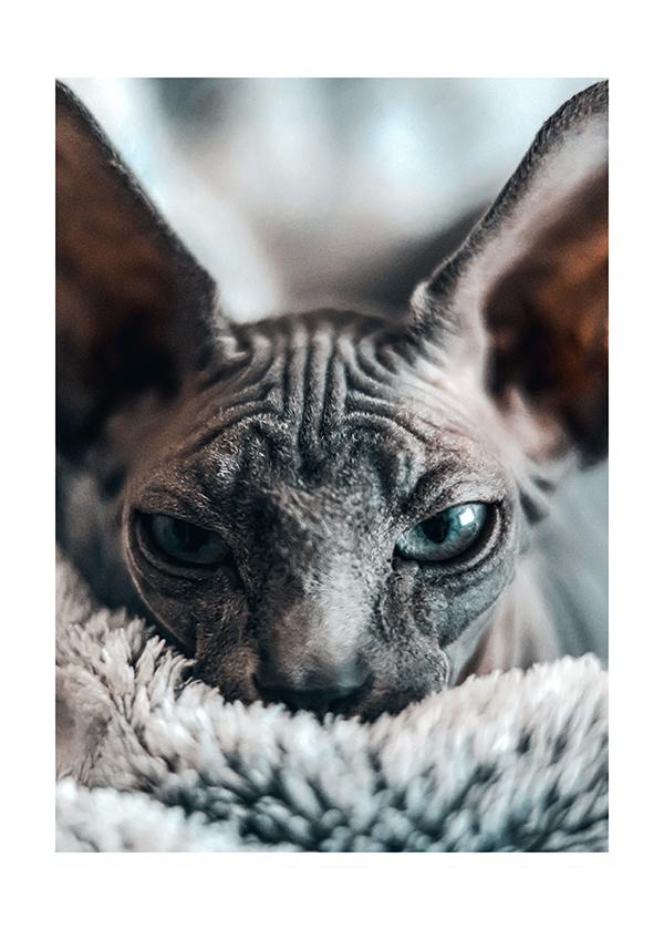 Plakát Sphynx in detail
