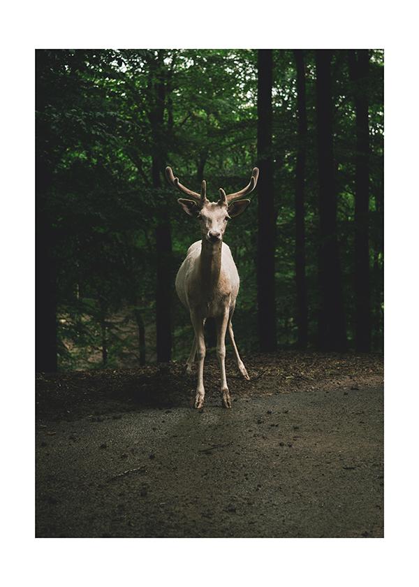 Plakát Standing in the wood