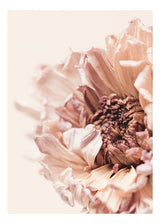 Plakát Sušená chryzantéma