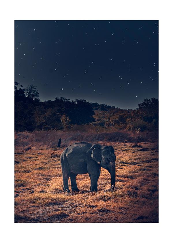 Plakát The elephant and the stars