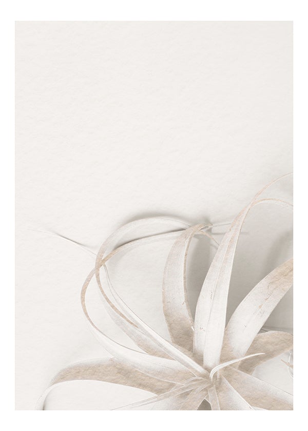 Plakát Tillandsia