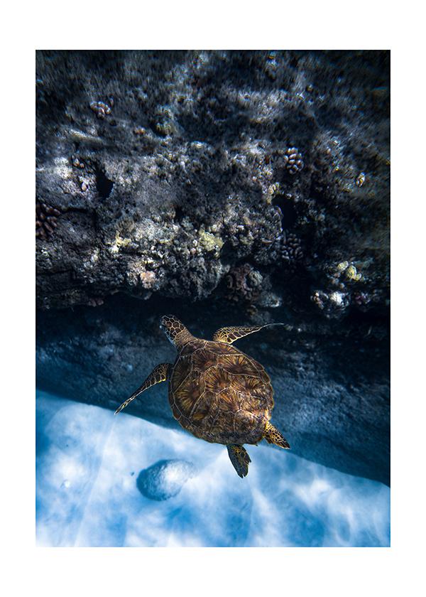 Plakát Vodní želva