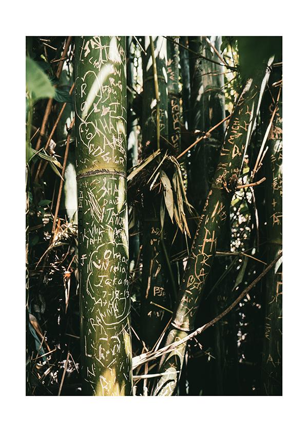 Plakát Vzkazy na bambusu