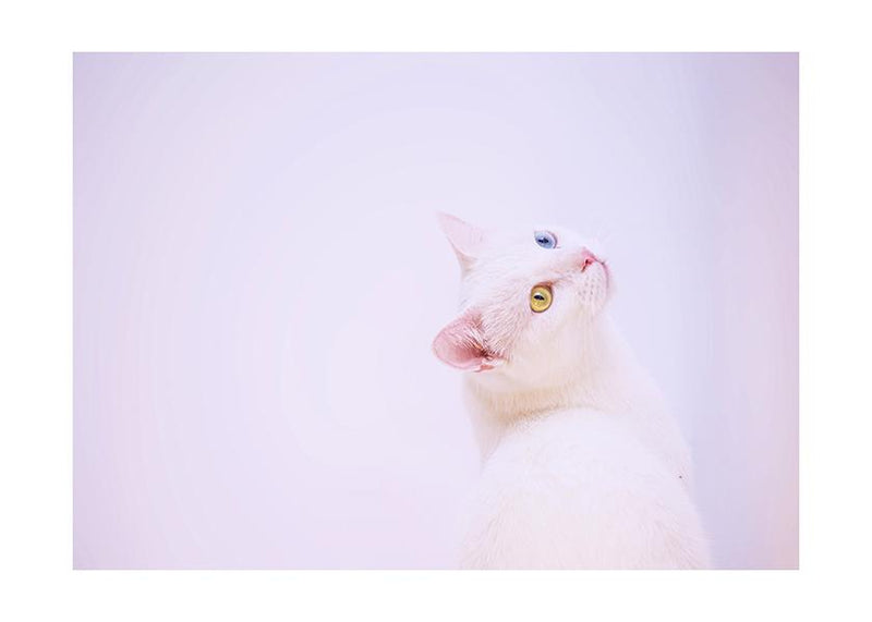 Plakát White cat