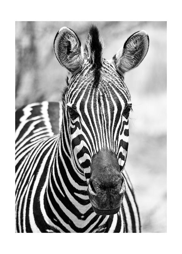 Plakát Zebra v detailu