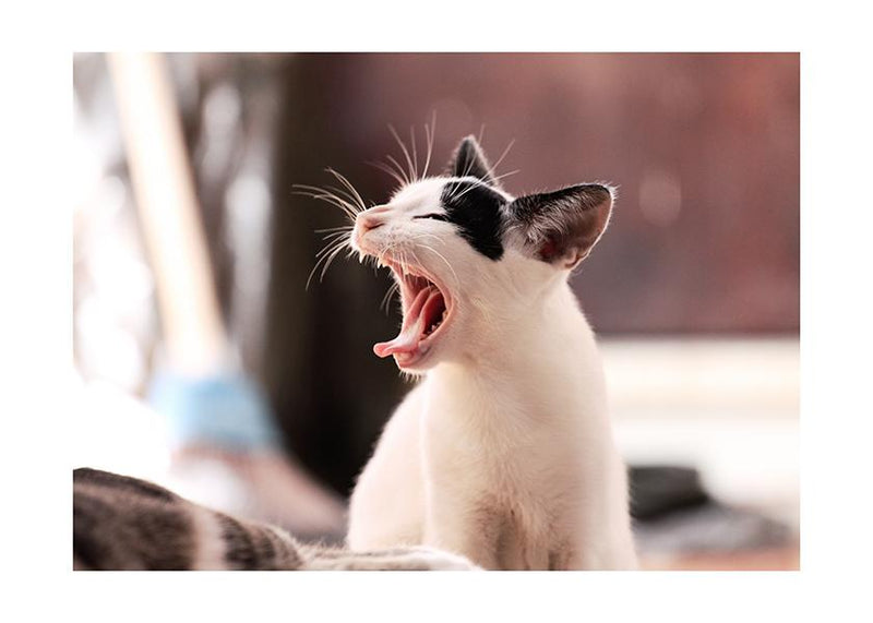 Plakát Zívající kočka