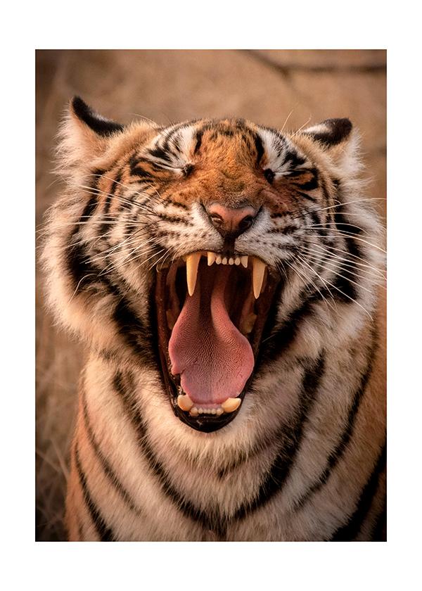 Plakát Zívající tygr
