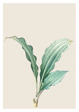 Set Botanical